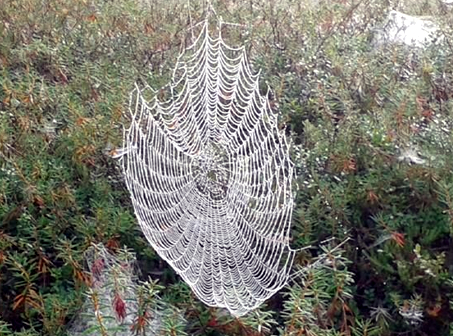 Spiderweb photos