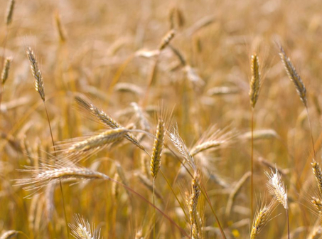 Wheat and barley photos