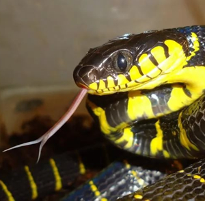 Snakes: To catch or to Run?